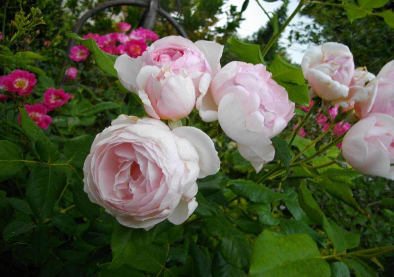 Au-Dessus Du Jardin Appartement Climatise Eckbolsheim ภายนอก รูปภาพ